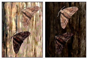 moth images